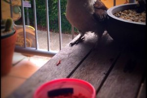 Breakfast With Mr Kookaburra