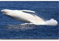 Migaloo The White Whale