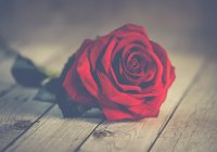 Red Rose Photo By Ylanite Koppens From Pexels