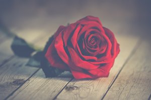 Red Rose Photo By Ylanite Koppens From Pexels